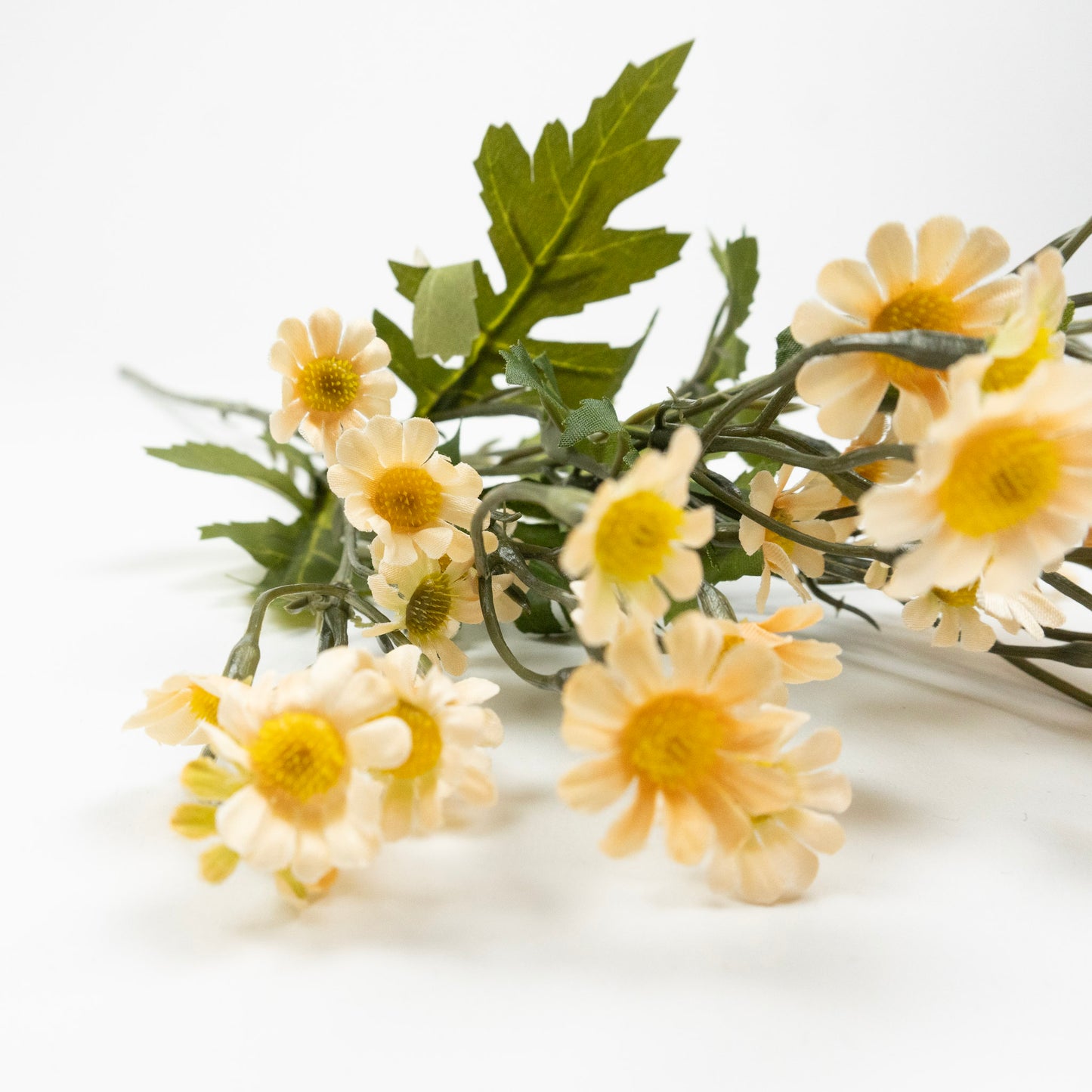 chamomile flower branch